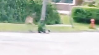 Deer stabs a dog for his baby deer