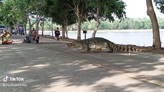 Buaya naik ke daratan