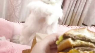 cat begging for a hamburger