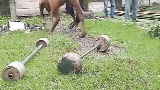 Sacrificial preparation cow