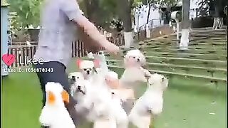 #Dogs_exercise_with_their_owner❤️❤️❤️❤️????