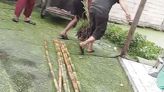 transplanting banana saplings