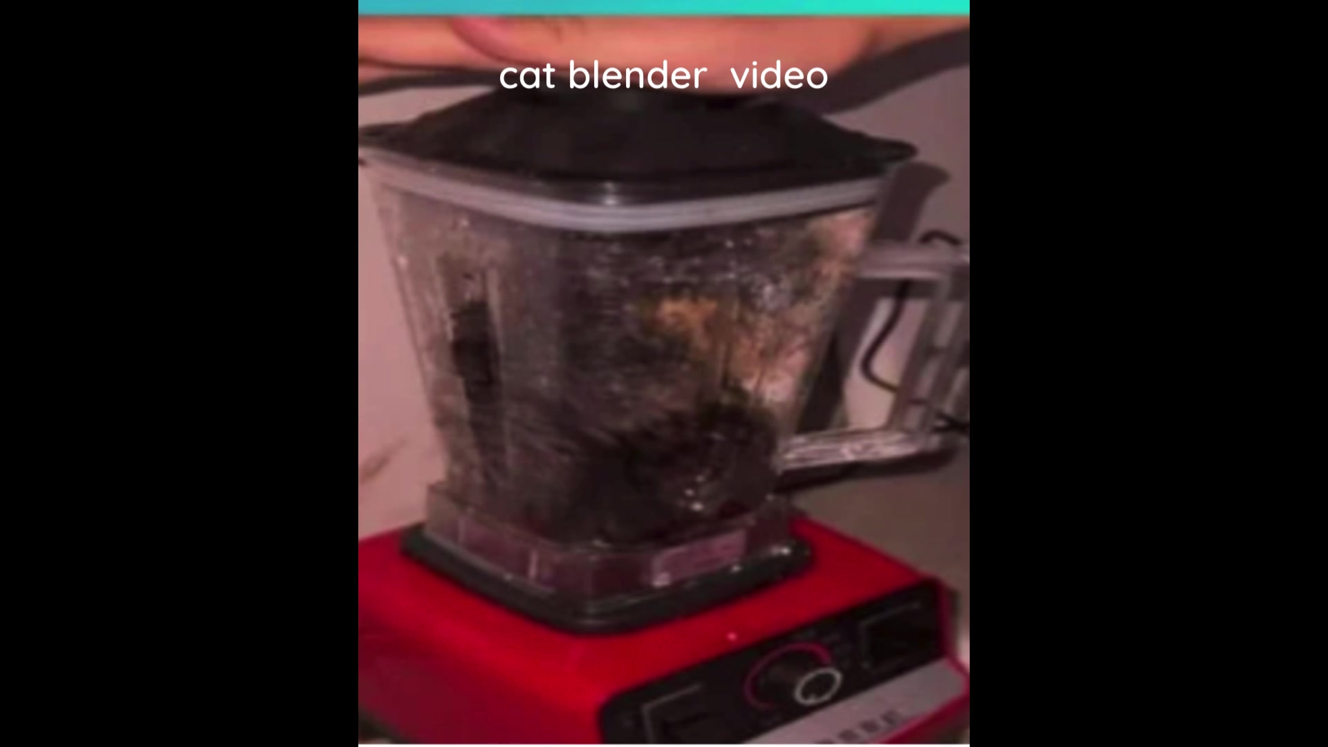 cat blender twitter video - Febspot