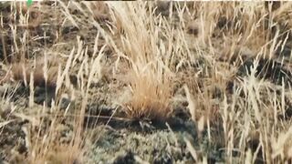 SNIPER-THE WHITE REVER (2022) part 28