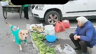 #Dog_shopping_for_grocery_animals