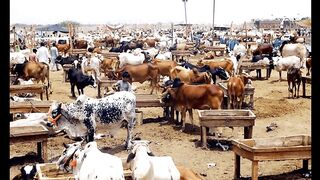 How many lakhs of animals will be sacrificed in the country?