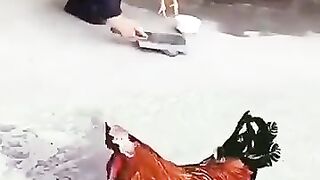 مرغی کی قربانی مرغا پریشان
