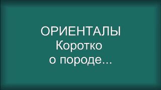 Ориентальная Кошка. Коротко о Породе Ориентальный Кот.Приколы с Котом