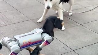 come daily Dog