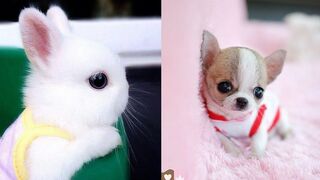 Cutest Animals! Cute baby animals Videos Compilation cute moment of the animals 2
