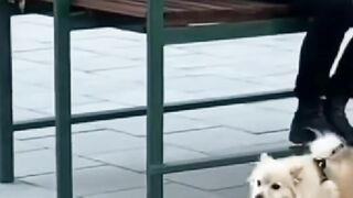 Dog Vs Robot ????