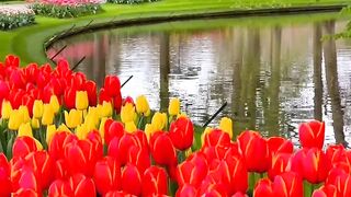 Owww, Tulips!