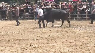 Bull Fight nyuj ej txawj kub nyob tsav ຈອມທອງ 1832023