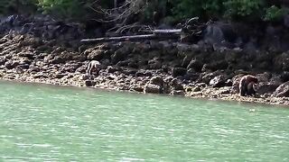 Epic Bear Fight - NO MUSIC...Full length