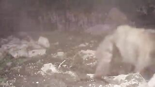 This Bear Messed With The Wrong Opponent