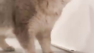 Funny cat 283