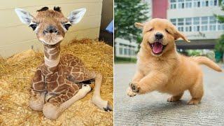 Funniest Animals 2024 / Best Funny Cats and Dogs