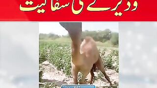 سانگھڑ میں سنگ دل وڈیرے کی سفاکیت