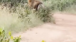 African_wildlife_safari_#lion_#wildlife(480p).