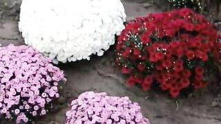 Wow what a beautiful flower garden