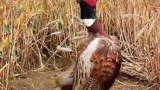 Moorfowl singing