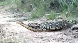 Dragon  snake are playing