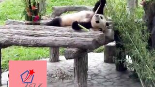 Baby Panda 3