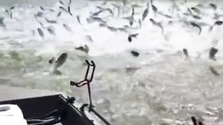 Lot of fish 2