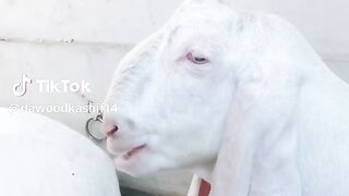 Animal video 14