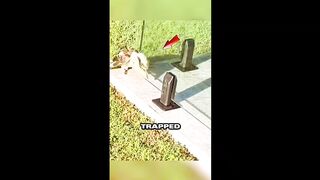 Animal & Humanity
