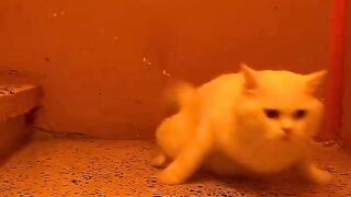 #cats video funny