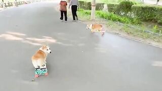 Corgi with a skateboard ???? #dog