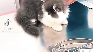 Funny Videos and entertainment
