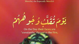 Quran Al Kareem 53