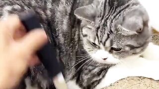 cat being fooled