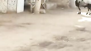 خروف العيد مش هتبطل ضحك من القلب ????