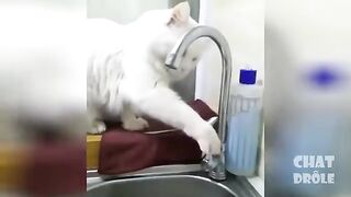 قطط مضحكة 2
