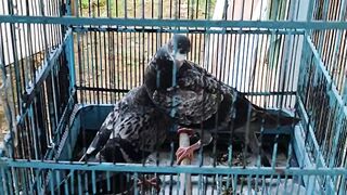 Burung dara