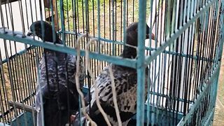 Burung dara 2