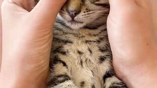 Cat Massage