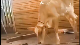 بلی گائے