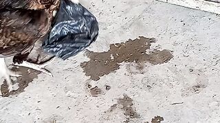 Save bird ,,baby duck in trouble#viral#febspot