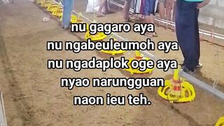 ayam broiler || kata kata lucu 442
