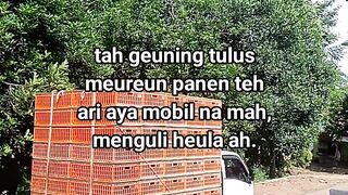 ayam broiler || kata kata lucu 443