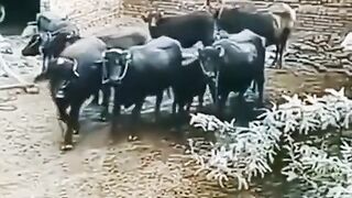 Short video Comedy