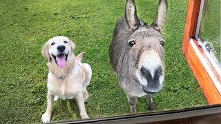When your dog brings home a friend / Funniest Dog Video 2024