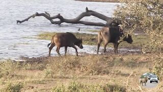 animal video#khan 15