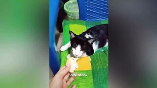 Funniest Animals Dogs Videos Likes New Funny Cats and dogs video