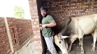 Mama Meri Gari Ki Accident Video Dekh Kar Ro Pari ???????? - Truth About Fake Car Accident Video ????????