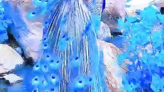 Nice birt